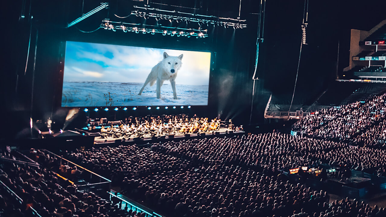 Orchester, Film, Wolf Publikum